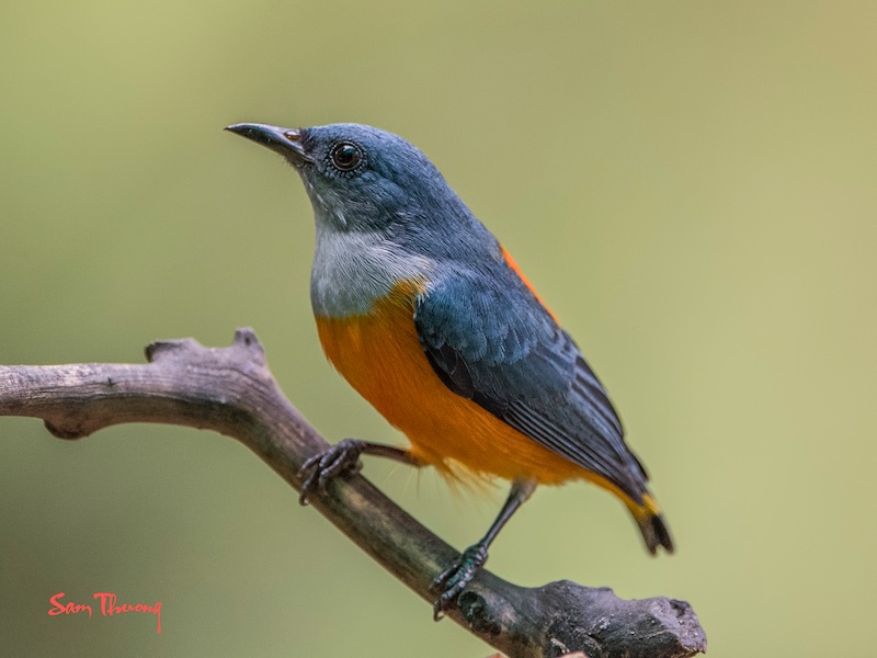 Birds of South East Asia