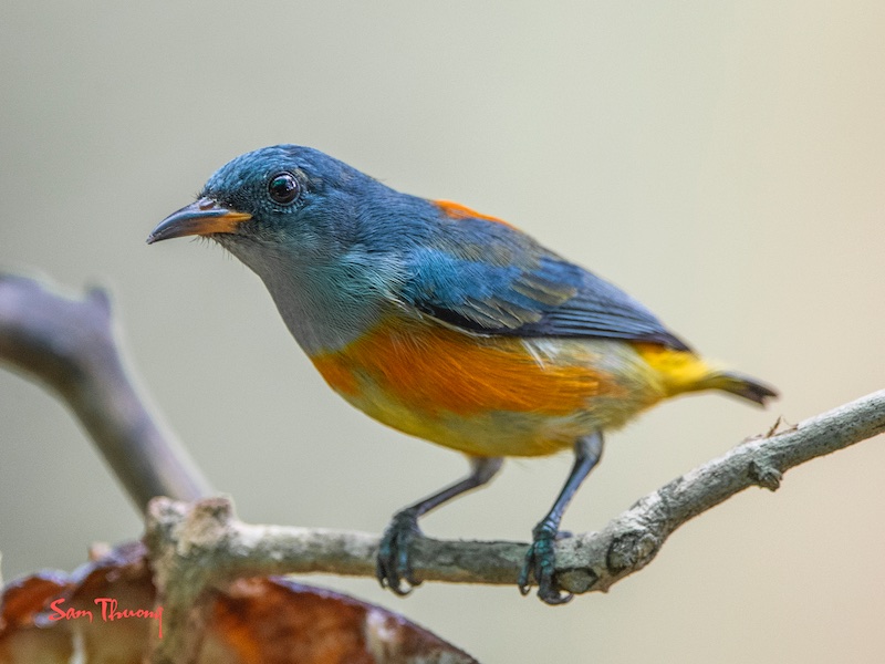 Birds of South East Asia