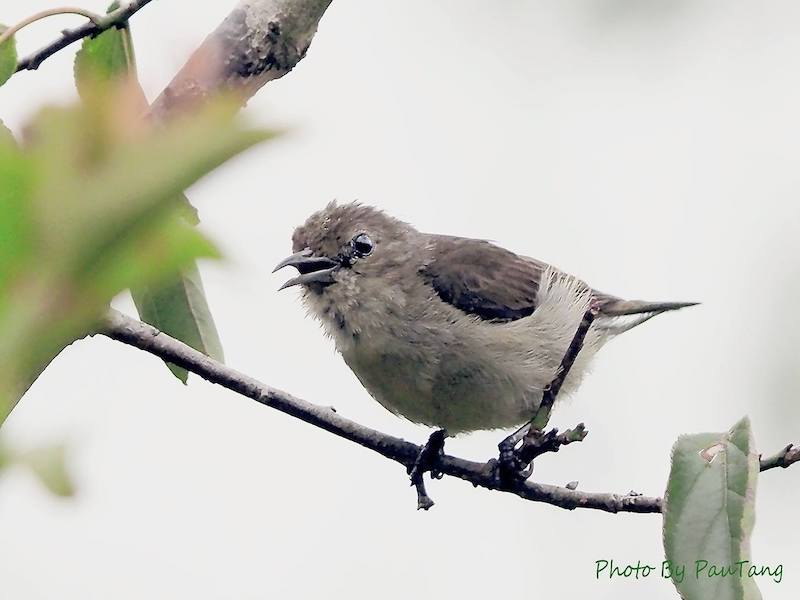 Birds of South East Asia