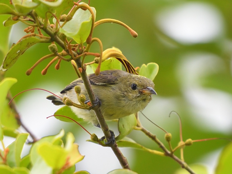 Birds of South East Asia