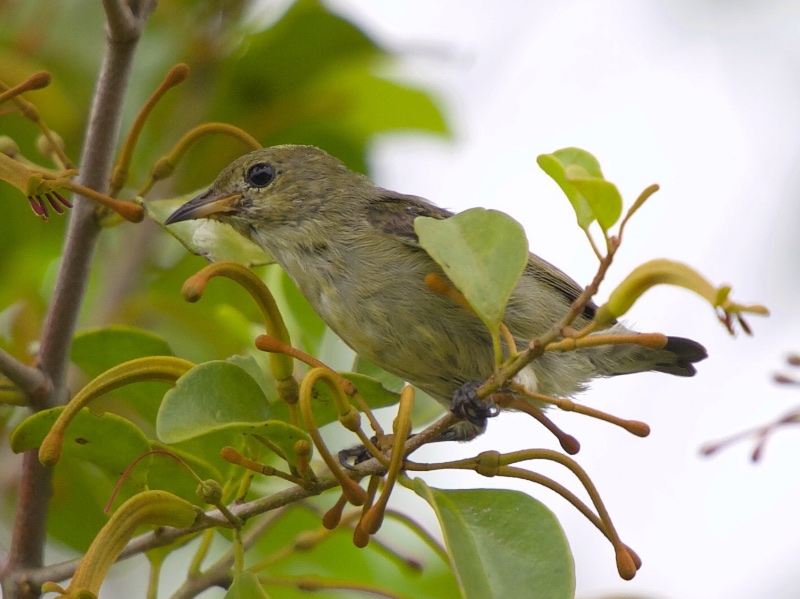 Birds of South East Asia