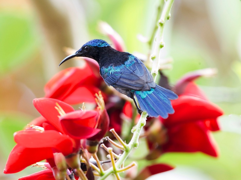 Birds of South East Asia