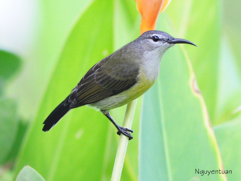 Birds of South East Asia