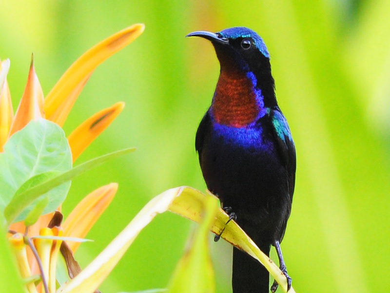 Birds of South East Asia