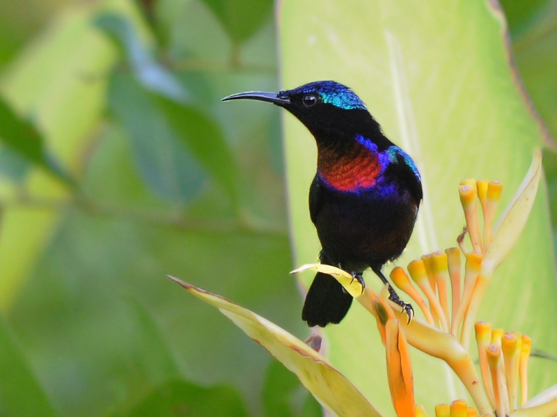 Birds of South East Asia