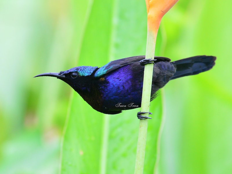 Birds of South East Asia