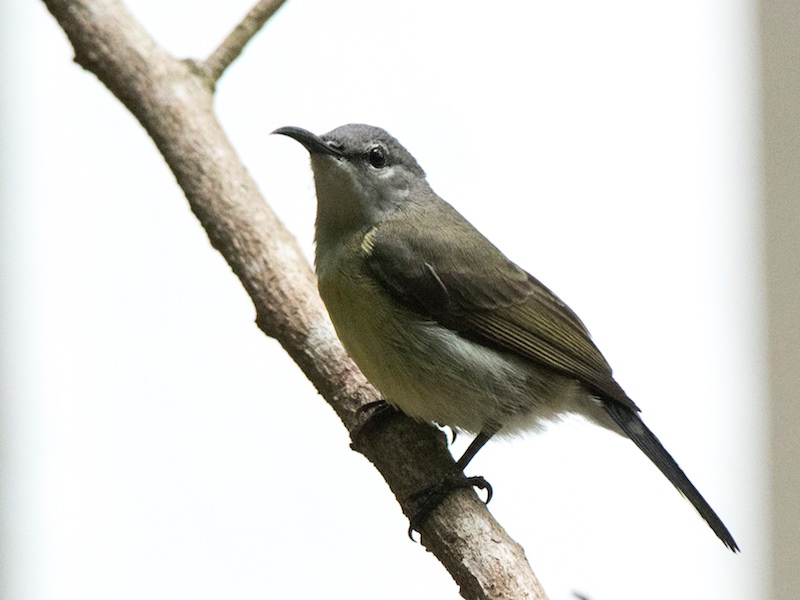 Birds of South East Asia