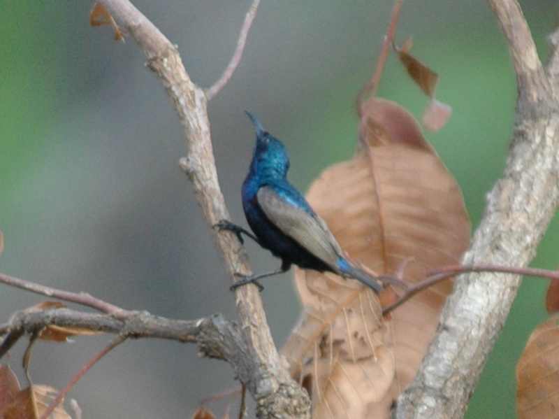 Birds of South East Asia