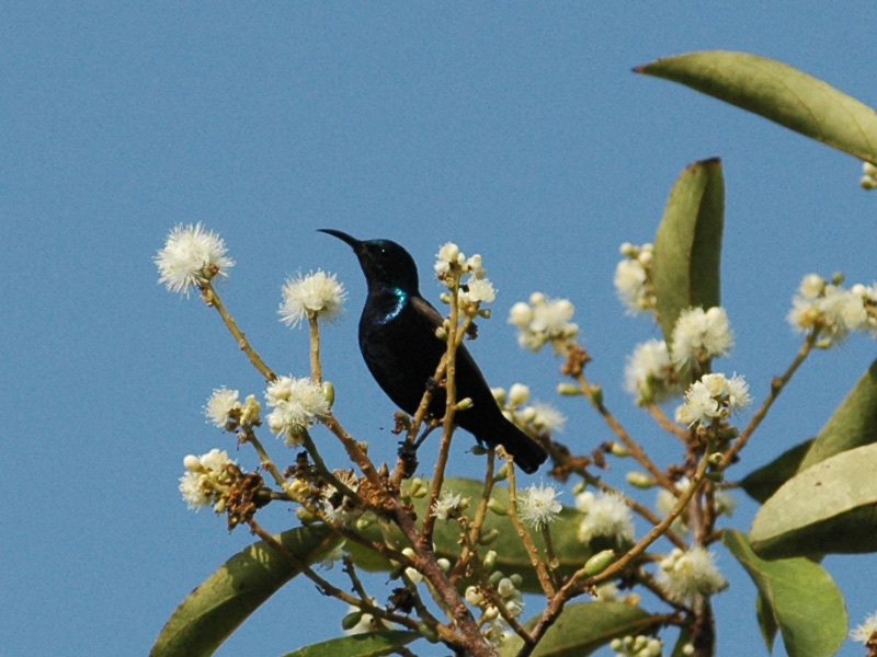 Birds of South East Asia