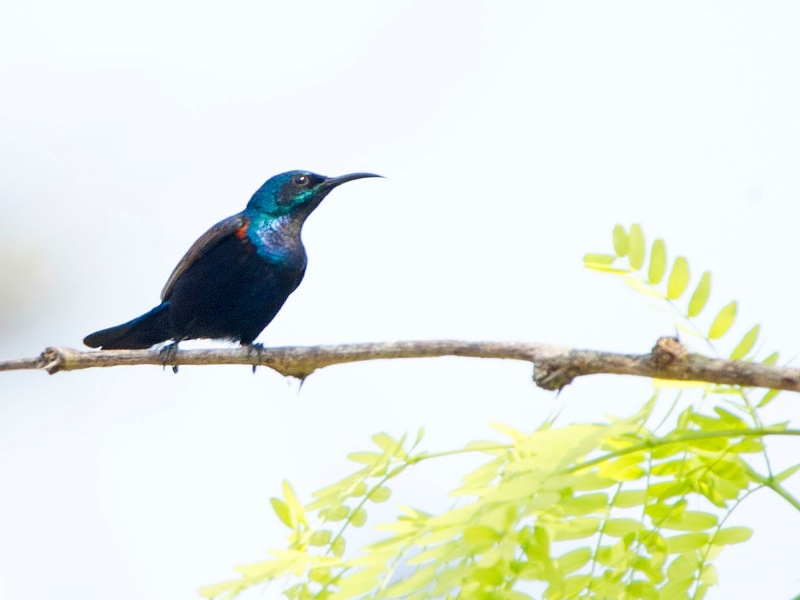 Birds of South East Asia