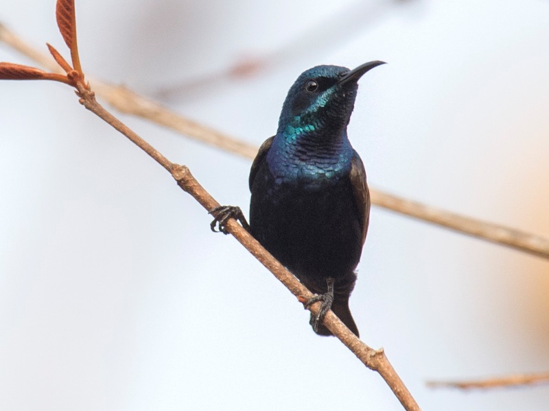 Birds of South East Asia