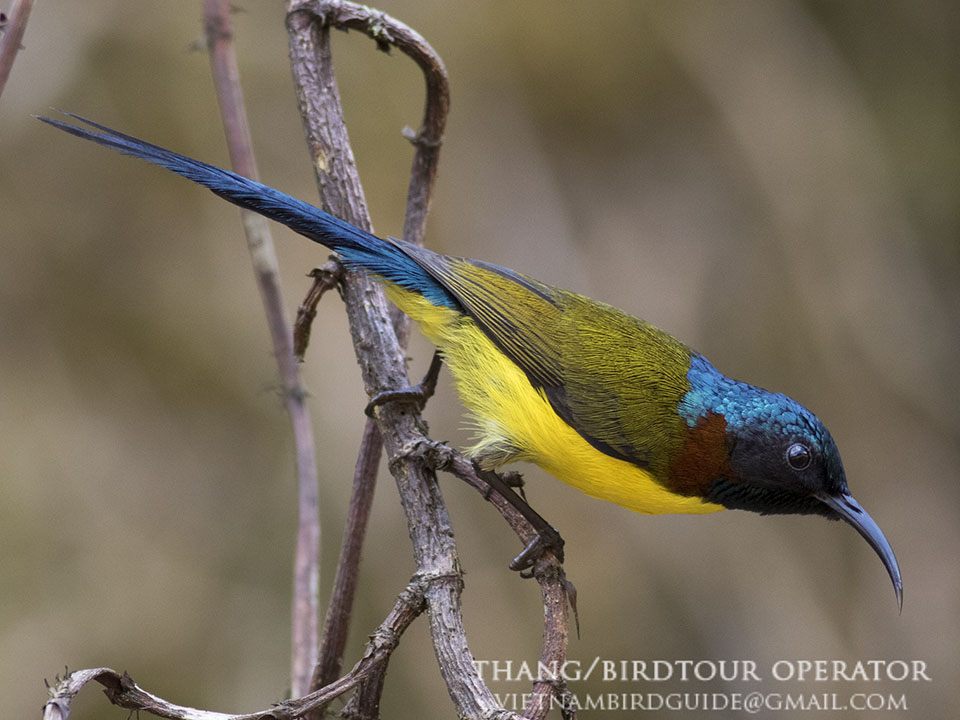 Birds of South East Asia