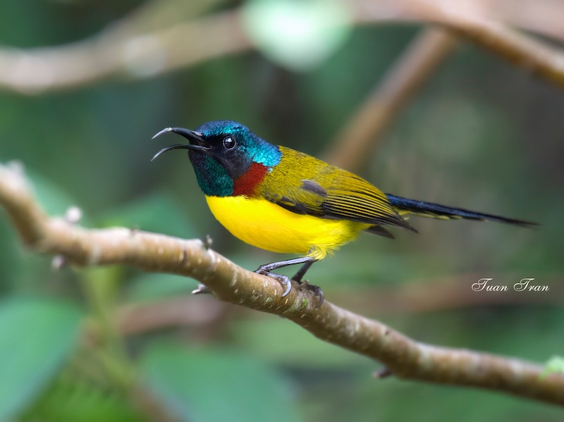 Birds of South East Asia