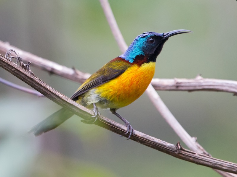 Birds of South East Asia