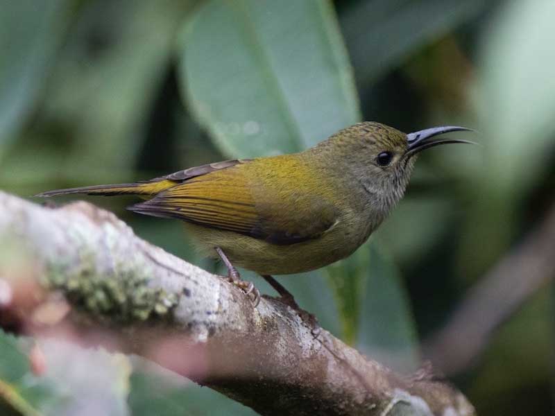Birds of South East Asia