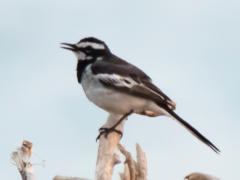 Birds of South East Asia
