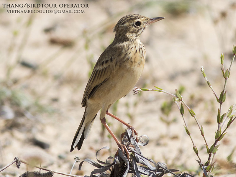 Birds of South East Asia