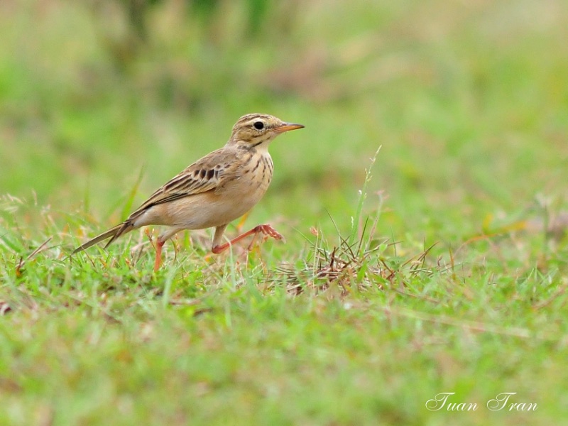 Birds of South East Asia