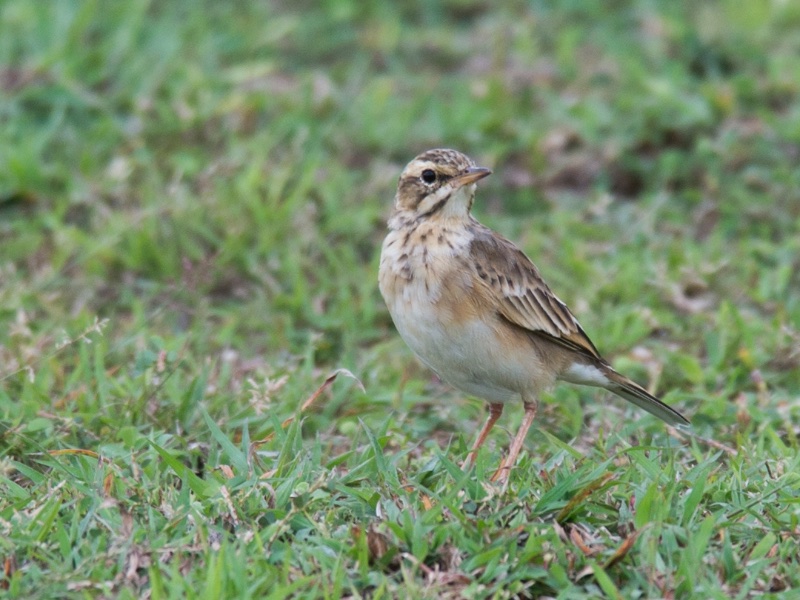 Birds of South East Asia
