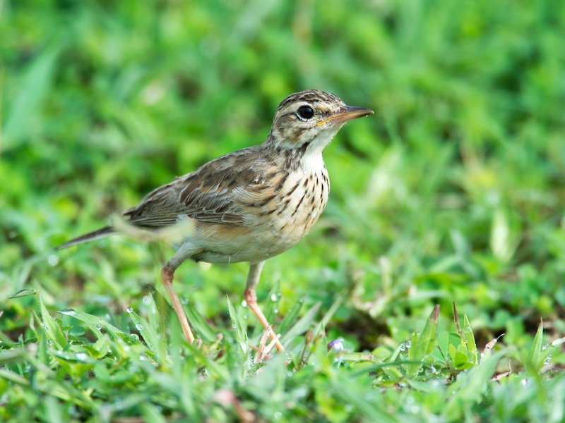 Birds of South East Asia
