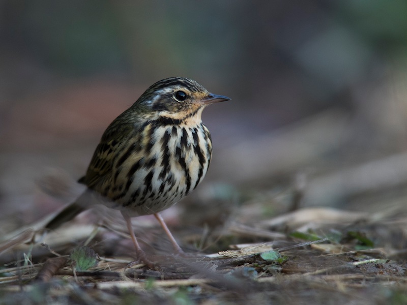 Birds of South East Asia