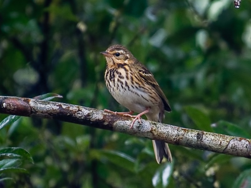 Birds of South East Asia