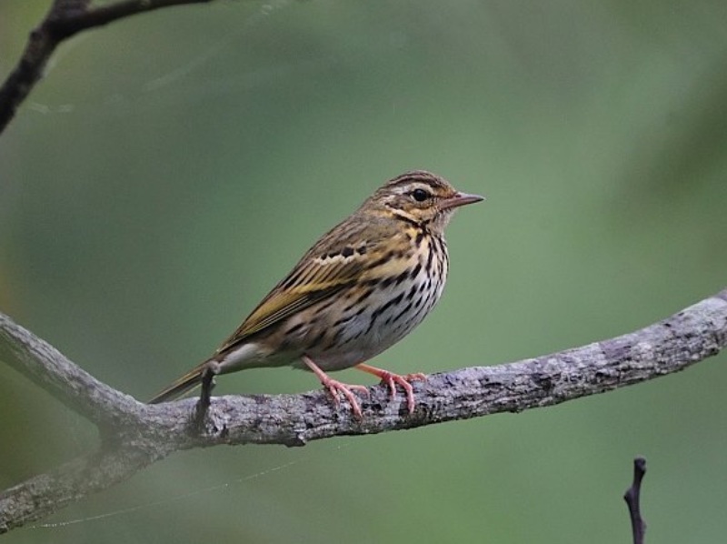 Birds of South East Asia