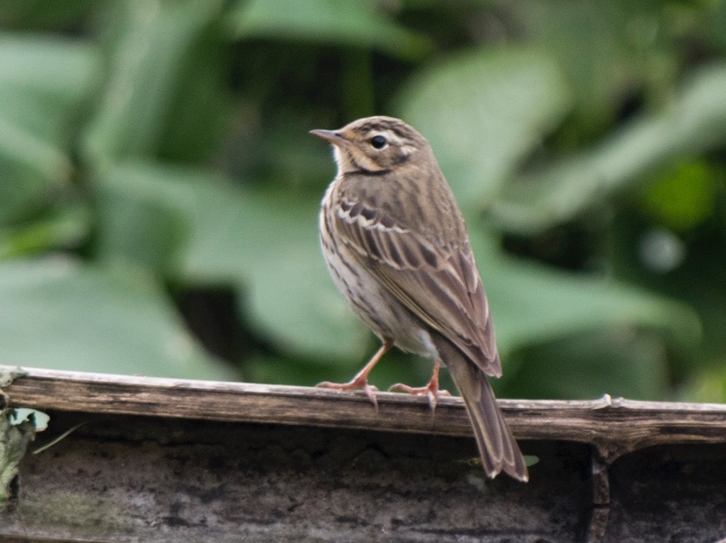 Birds of South East Asia