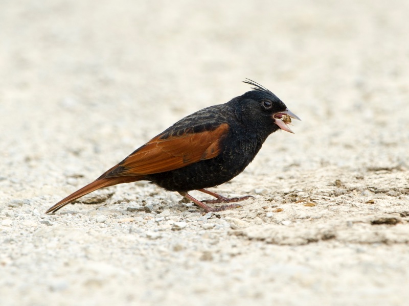 Birds of South East Asia