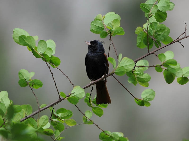 Birds of South East Asia