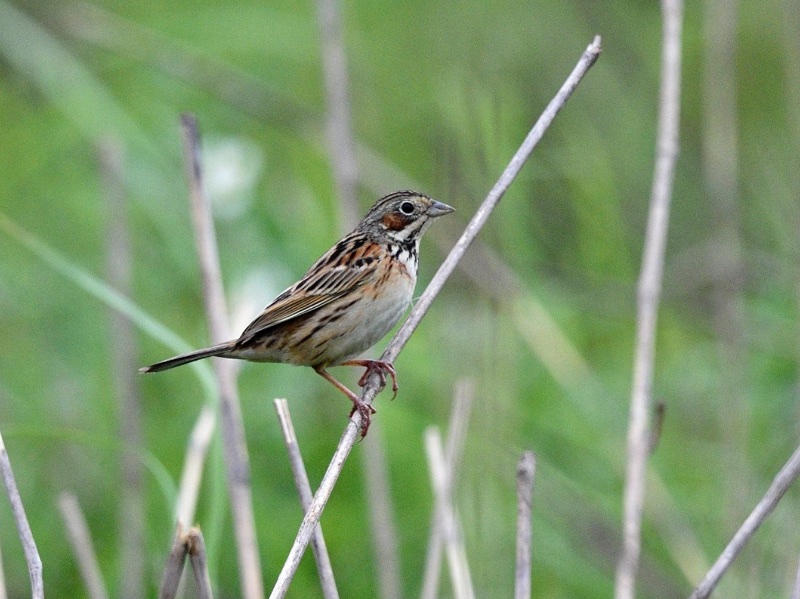 Birds of South East Asia