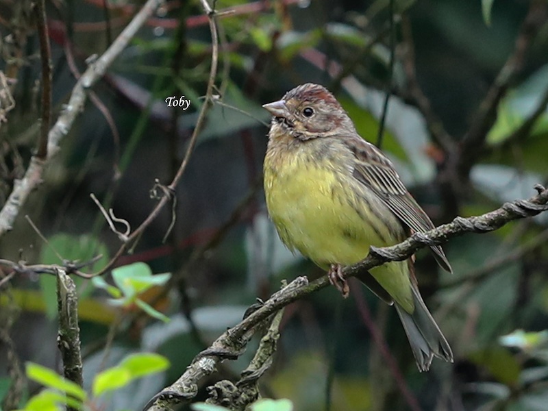 Birds of South East Asia