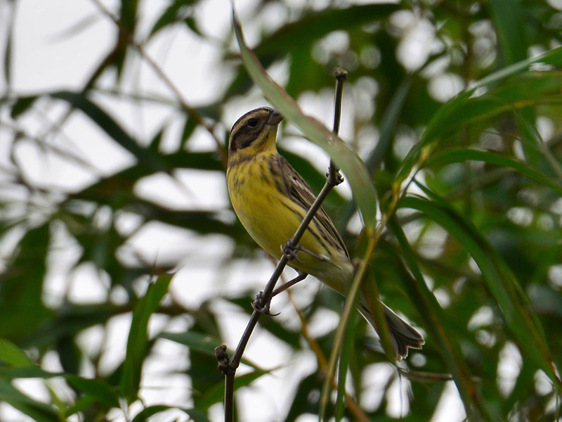 Birds of South East Asia