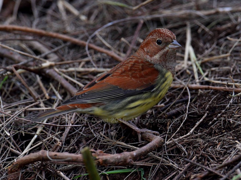 Birds of South East Asia