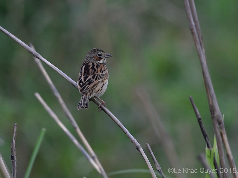 Birds of South East Asia