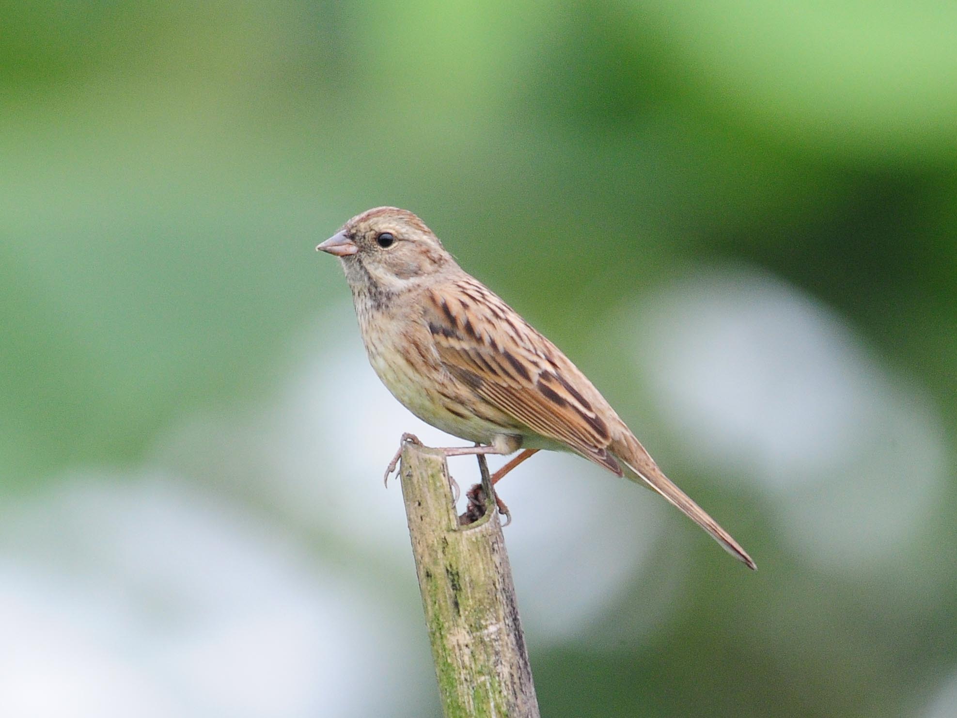 Birds of South East Asia