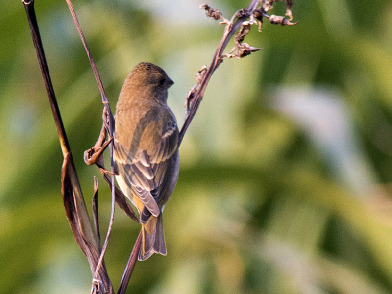Birds of South East Asia