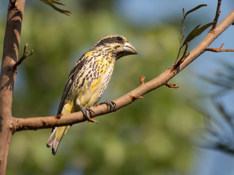 Birds of South East Asia