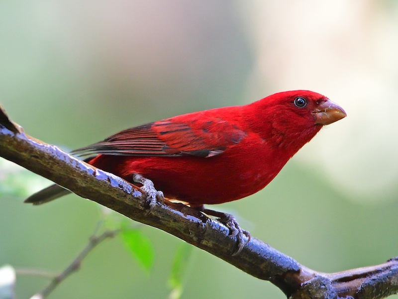 Birds of South East Asia