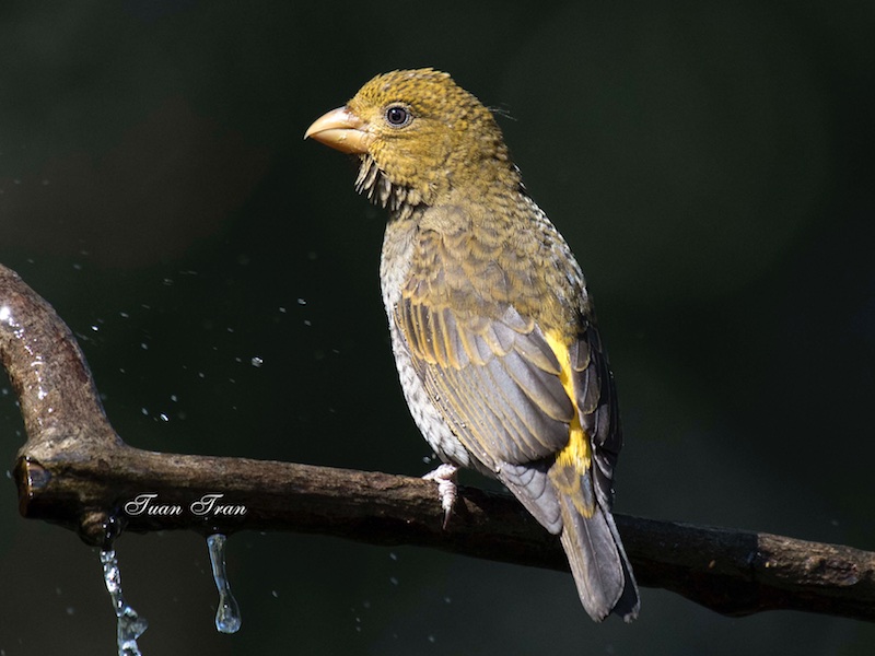 Birds of South East Asia