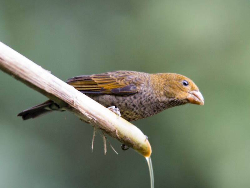 Birds of South East Asia