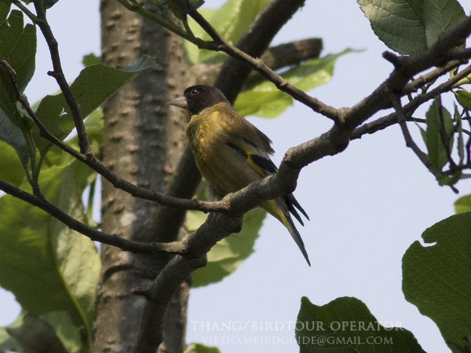 Birds of South East Asia