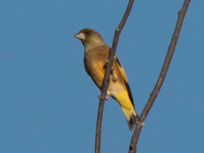 Birds of South East Asia