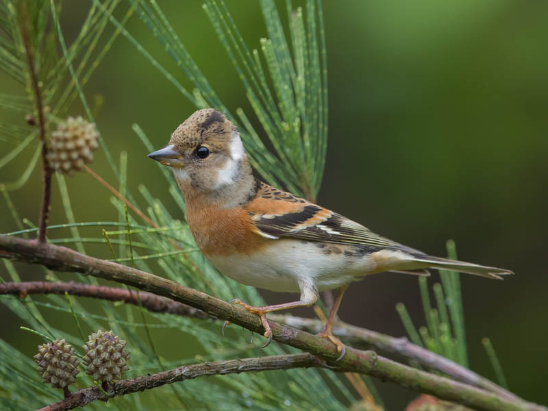 Birds of South East Asia