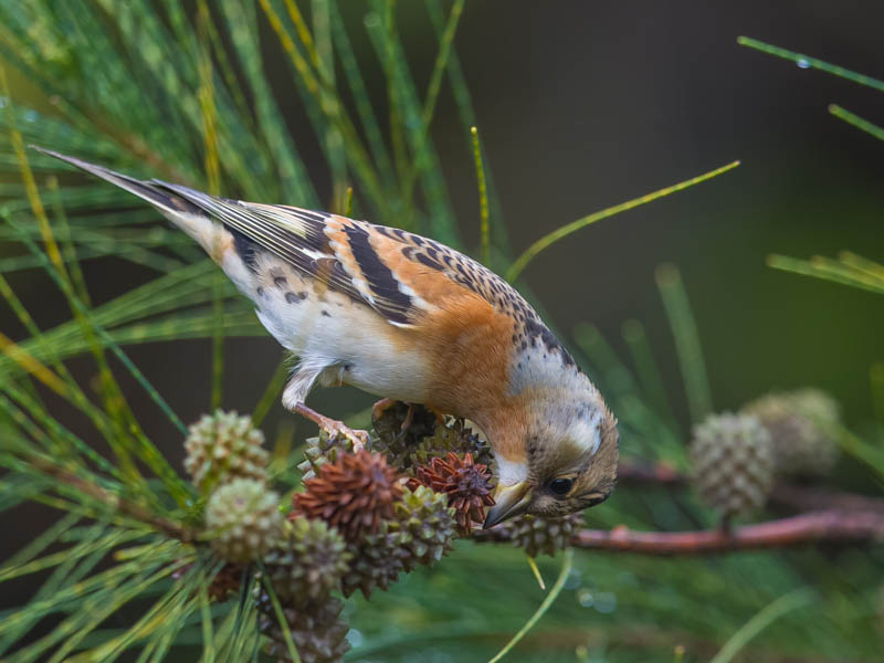 Birds of South East Asia