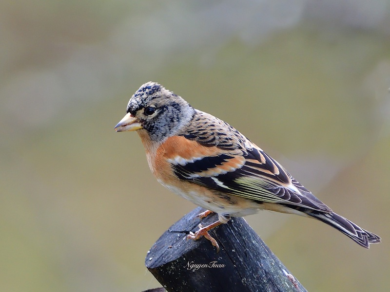 Birds of South East Asia