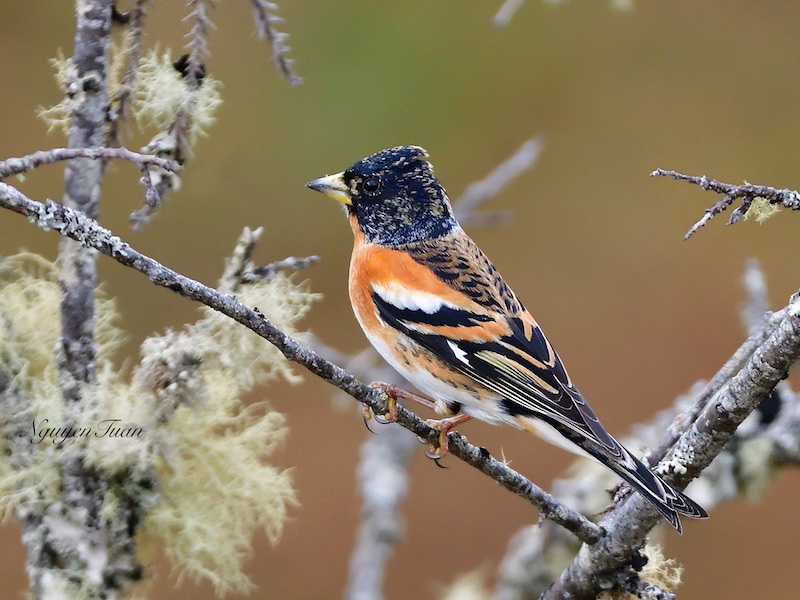 Birds of South East Asia