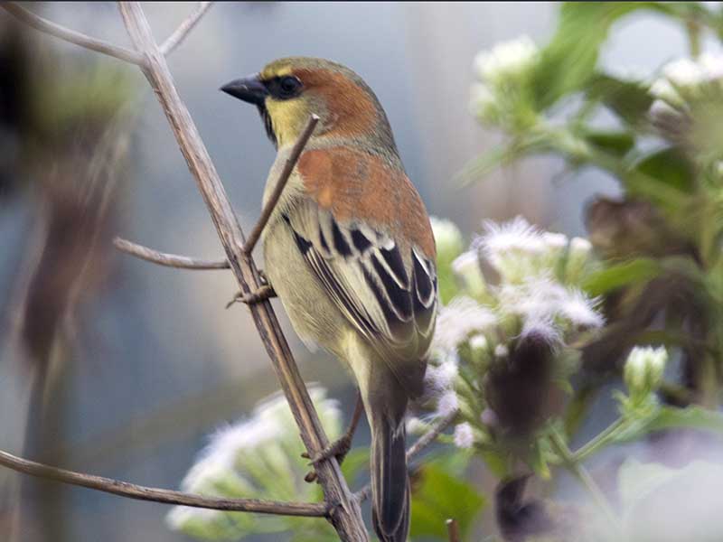 Birds of South East Asia