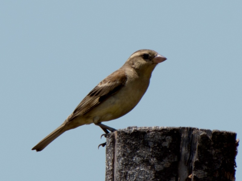 Birds of South East Asia