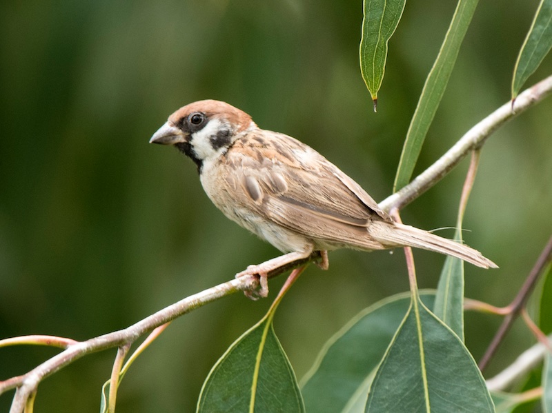 Birds of South East Asia
